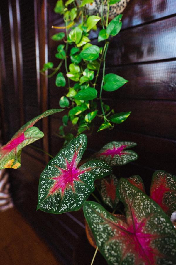 Villa Tayrona エル・ザイノ エクステリア 写真